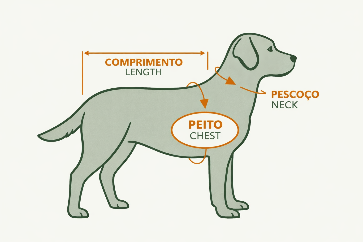 Como medir: peito, pescoço e comprimento / How to measure: chest, neck and length